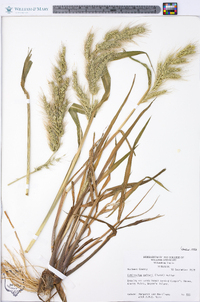 Echinochloa walteri image