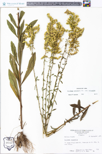 Solidago nemoralis var. nemoralis image