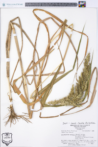 Echinochloa walteri image