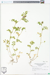 Vicia sativa subsp. nigra image