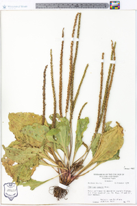 Plantago rugelii image