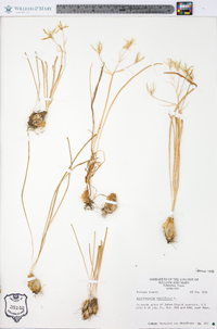 Ornithogalum umbellatum image