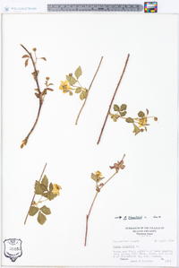 Rubus flagellaris image