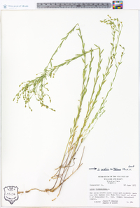 Linum medium var. texanum image