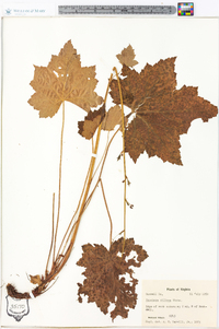 Heuchera villosa image