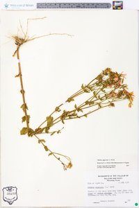 Sabatia angularis image