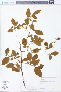 Vaccinium fuscatum image