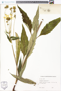 Silphium asteriscus var. trifoliatum image