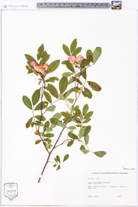 Rosa palustris image