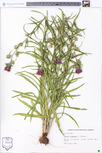 Liatris squarrosa image