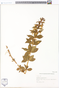 Lysimachia quadriflora image