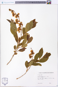 Lyonia mariana image