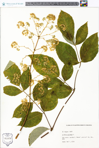 Aralia spinosa image