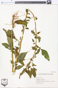 Amaranthus hybridus image