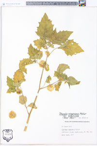 Physalis virginiana image