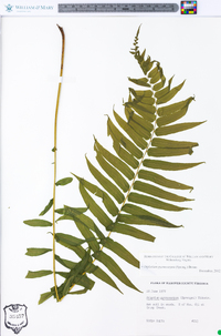 Athyrium pycnocarpon image