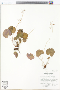 Heuchera parviflora image