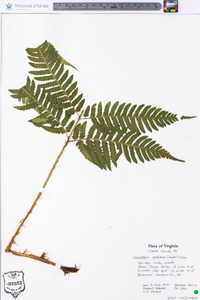 Dryopteris goldieana image