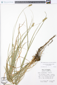 Carex muehlenbergii var. enervis image