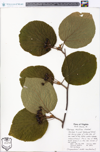 Viburnum lantanoides image