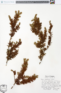 Taxus canadensis image