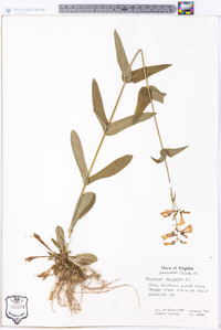 Penstemon laevigatus image