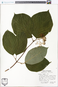 Cornus rugosa image