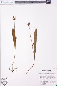 Platanthera clavellata image