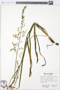 Stenanthium gramineum image