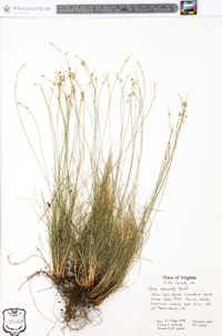 Carex eburnea image