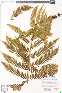 Dryopteris goldieana image