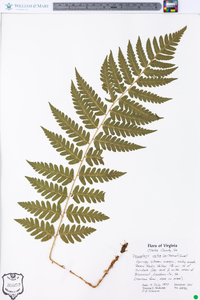 Dryopteris celsa image