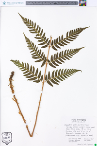 Dryopteris celsa image