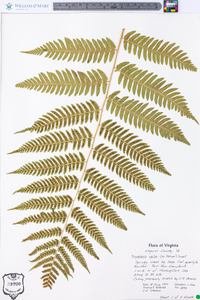 Dryopteris celsa image