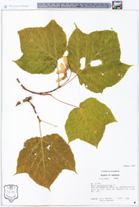 Acer pensylvanicum image