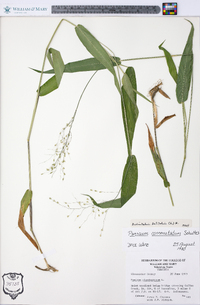 Panicum commutatum image