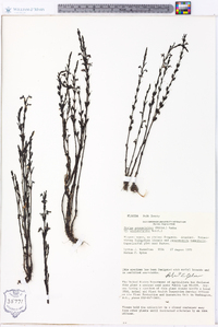 Striga gesnerioides image