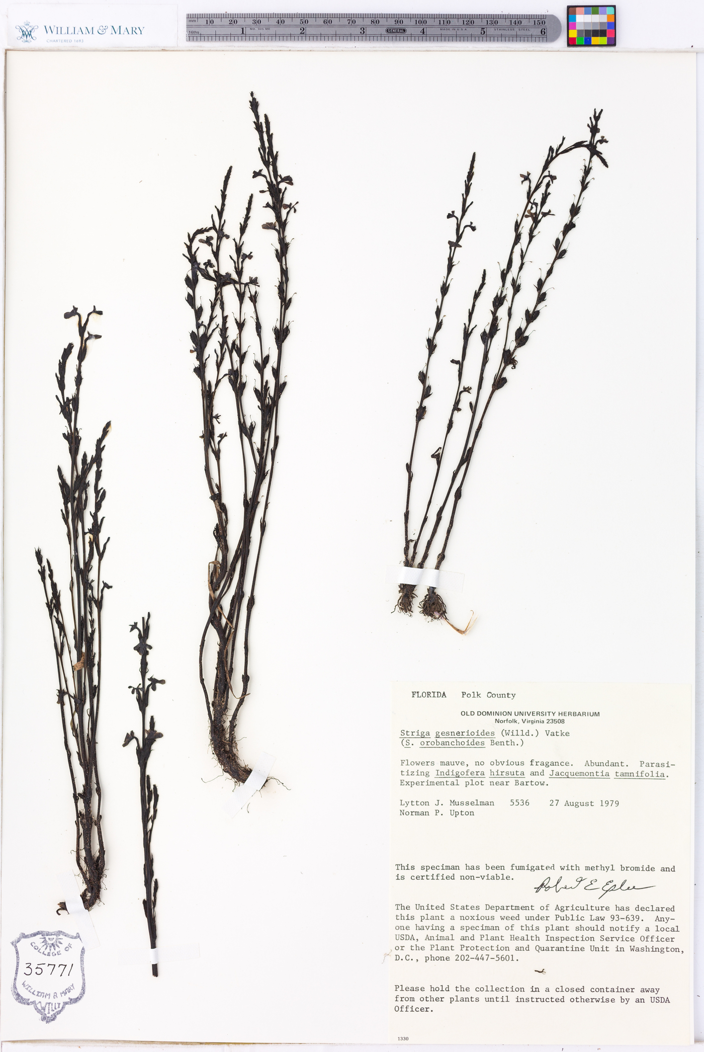 Striga gesnerioides image