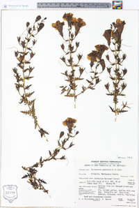 Aureolaria pedicularia image