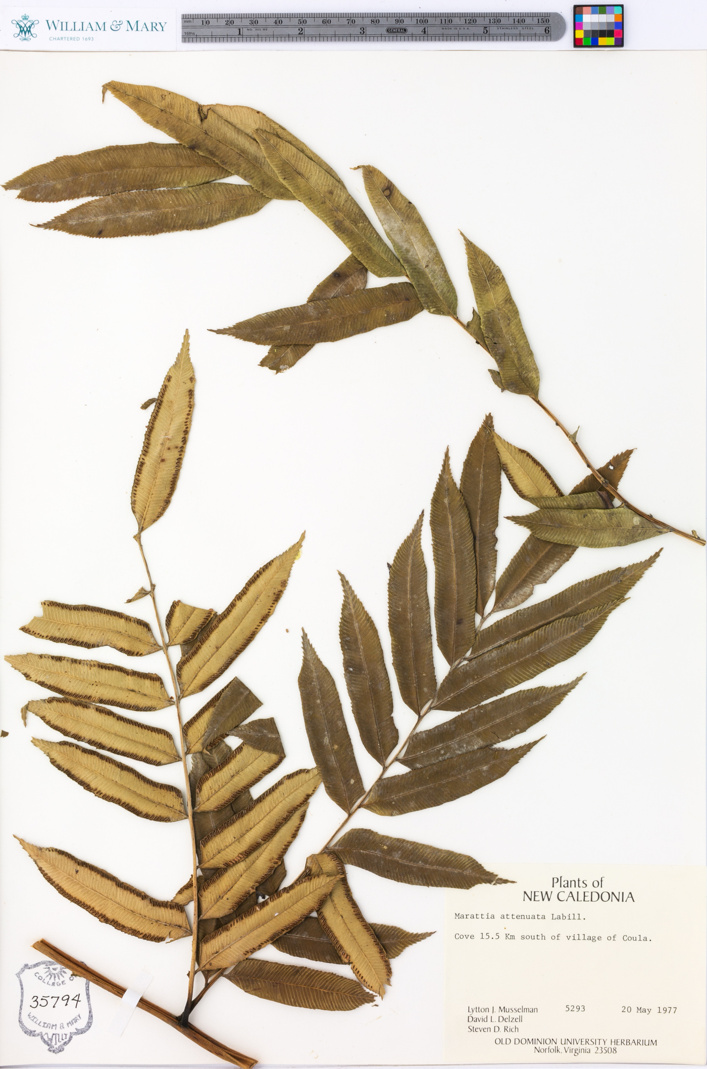 Ptisana attenuata image