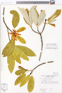 Magnolia virginiana image