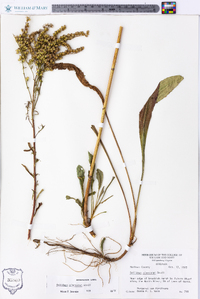 Solidago pinetorum image