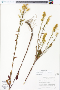 Solidago puberula var. puberula image