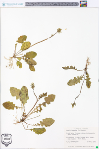 Youngia japonica image