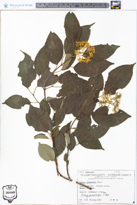 Cornus drummondii image