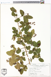 Berchemia scandens image