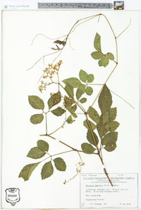 Cayratia japonica image