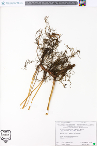 Thelypteris kunthii image