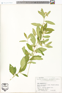 Sida rhombifolia image