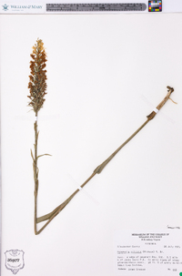 Platanthera cristata image